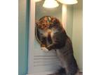 Adopt Fluffy a Gray, Blue or Silver Tabby Domestic Mediumhair cat in St.