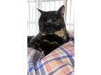 Adopt BeeGee a Tortoiseshell Domestic Shorthair cat in St.
