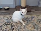 Adopt Jupiter 1882 a White (Mostly) Domestic Shorthair cat in St.