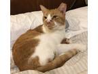 Adopt Oliver Wendell Holmes a White (Mostly) Domestic Shorthair cat in St.