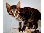 Adopt Bobby a Brown or Chocolate (Mostly) Domestic Shorthair cat in St.