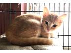 Adopt Gypsy a Orange or Red (Mostly) Domestic Shorthair cat in St.