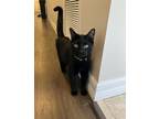 Adopt Caesar a Black (Mostly) Domestic Shorthair cat in St.