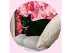Adopt Elvis Presley a Black (Mostly) Bombay cat in St. Petersburg, FL (40966391)