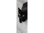 Adopt Trinity a Black (Mostly) Domestic Shorthair cat in St.