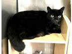 Adopt CiCi a Black (Mostly) Domestic Shorthair cat in St.