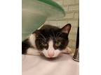 Adopt Oreo Freeman a Brown or Chocolate (Mostly) Domestic Shorthair cat in St.