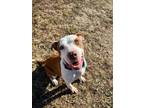 Adopt Fiddler a American Pit Bull Terrier / Mixed dog in Lansing, KS (40989802)