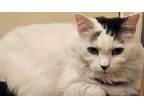 Adopt Lelu a White (Mostly) Domestic Shorthair cat in Wake Forest, NC (40687069)