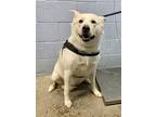 Adopt Wishbone a White German Shepherd Dog / Mixed dog in Woodland