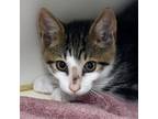 Adopt Harry Potter a Brown Tabby Domestic Shorthair / Mixed Breed (Medium) /