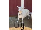 Adopt Lily and Rosie a Goat farm-type animal in Jacksonville, OR (32513872)