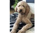 Adopt Enzo a Tan/Yellow/Fawn Goldendoodle / Mixed dog in Middletown
