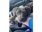 Adopt Maribelle a Gray/Blue/Silver/Salt & Pepper Pit Bull Terrier / Mixed dog in