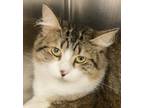 Adopt Misty (In Foster) a Gray, Blue or Silver Tabby Domestic Mediumhair (medium