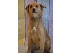 Adopt Dandelion a Tan/Yellow/Fawn Labrador Retriever / Mixed dog in Twin Falls