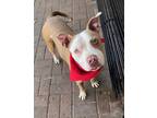 Adopt Pumpkin a White American Pit Bull Terrier / Mixed dog in Mesquite
