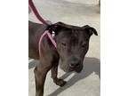 Adopt ERNIE a Brown/Chocolate American Pit Bull Terrier / Mixed dog in