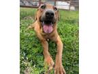 Adopt Dixie a Tan/Yellow/Fawn Blue Lacy/Texas Lacy / Black Mouth Cur / Mixed dog