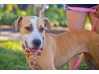 Adopt Honey a Tan/Yellow/Fawn - with White Hound (Unknown Type) / Pit Bull