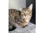 Adopt 6167 (Jeff) a Brown Tabby Domestic Shorthair / Mixed (short coat) cat in