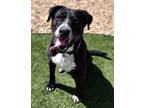 Adopt Tate a Black Labrador Retriever / American Pit Bull Terrier / Mixed (short