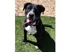 Adopt Tate a Black Labrador Retriever / American Pit Bull Terrier / Mixed dog in