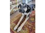 Adopt Bandit a American Pit Bull Terrier / Labrador Retriever dog in Airdrie