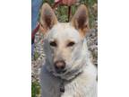 Adopt Indy a White German Shepherd Dog / German Shepherd Dog / Mixed dog in