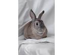 Adopt Mischa-Stratford a Grey/Silver Rex / Mixed rabbit in Stratford