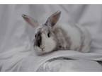 Adopt Abednego-Stratford a White American / Mixed (short coat) rabbit in