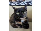 Adopt Cameo a Brown or Chocolate Domestic Shorthair / Domestic Shorthair / Mixed