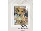 Adopt Odie a Brown/Chocolate - with White Golden Retriever / Cocker Spaniel dog