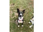 Adopt Gia a Brindle - with White Mixed Breed (Medium) dog in Deerfield