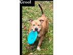 Adopt Groot a Tan/Yellow/Fawn - with White Pit Bull Terrier / Pit Bull Terrier /