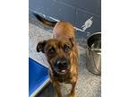 Adopt CoCo a Black Mountain Cur / Mixed dog in Shawnee, OK (40981087)