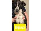 Adopt Bijoux a Black - with White Pit Bull Terrier / Border Collie / Mixed dog
