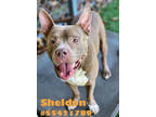 Adopt Sheldon - Stray a Brown/Chocolate American Pit Bull Terrier / Mixed dog in