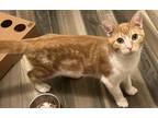 Adopt Heathcliff (Wenk) a Orange or Red Tabby Domestic Shorthair / Mixed cat in