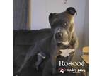 Adopt Roscoe (Courtesy Post) a Brown/Chocolate - with White Pit Bull Terrier dog