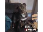 Adopt Roscoe (Courtesy Post) a Brown/Chocolate - with White Pit Bull Terrier dog