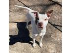 Adopt Zuko a White American Pit Bull Terrier / Mixed dog in Spartanburg