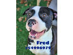 Adopt Fred - Stray a Brown/Chocolate American Pit Bull Terrier / Mixed Breed
