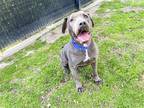 Adopt RIPLEY a Gray/Blue/Silver/Salt & Pepper Pit Bull Terrier / Mixed dog in