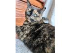 Adopt Rebel a Tortoiseshell Domestic Shorthair (short coat) cat in Huntsville