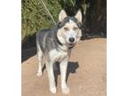 Adopt Auroa a Black - with White Siberian Husky / Mixed dog in Phoenix