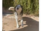 Adopt Alpine a Black - with White Siberian Husky / Mixed dog in Phoenix