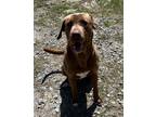 Adopt Woofer a Brown/Chocolate - with White Labrador Retriever / Mixed dog in