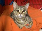 Adopt Spunky a Tiger Striped Tabby (short coat) cat in Monmouth, IL (40986077)