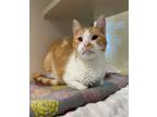 Adopt Eggnog a Cream or Ivory (Mostly) Domestic Shorthair (short coat) cat in